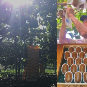 【開催御礼】11月24日（日）｜達人の知恵で果実の甘さを極める！キウイ畑体験