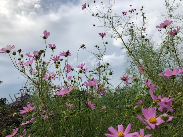 いよいよ満開の秋桜