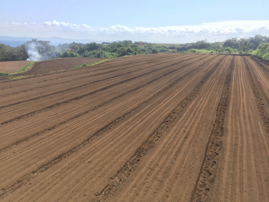 【動画実演】こかぶの種まき。広い畑でシーダーテープを使うには。