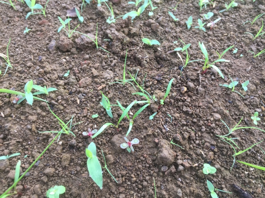 【フォト】にんじんの様子。どれが人参の子葉でしょうか？