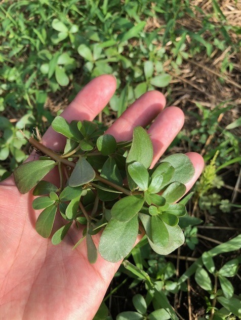 野草スベリヒユです