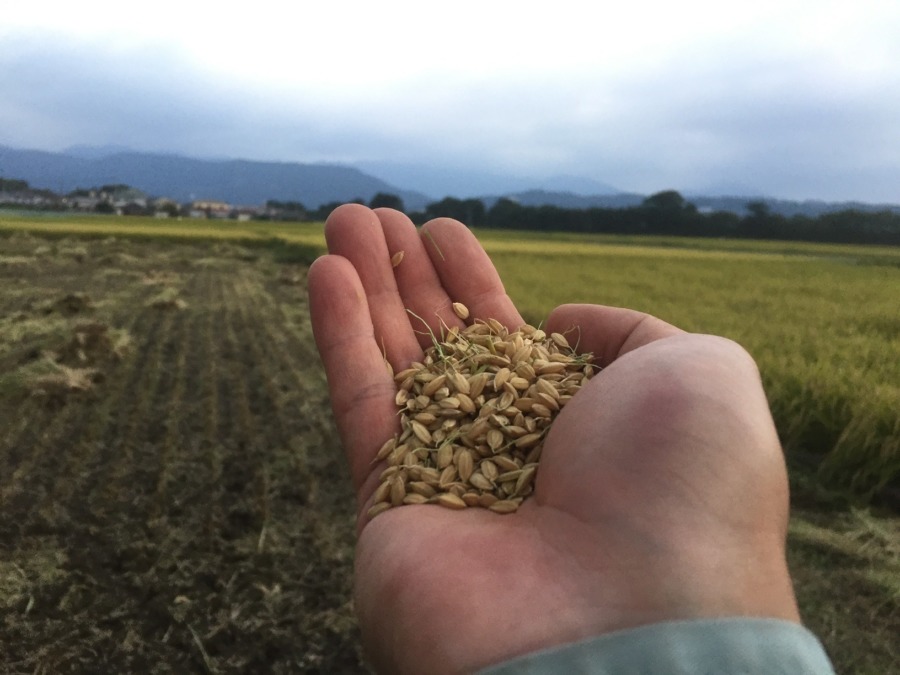 【御礼】おこめ、収穫できました。