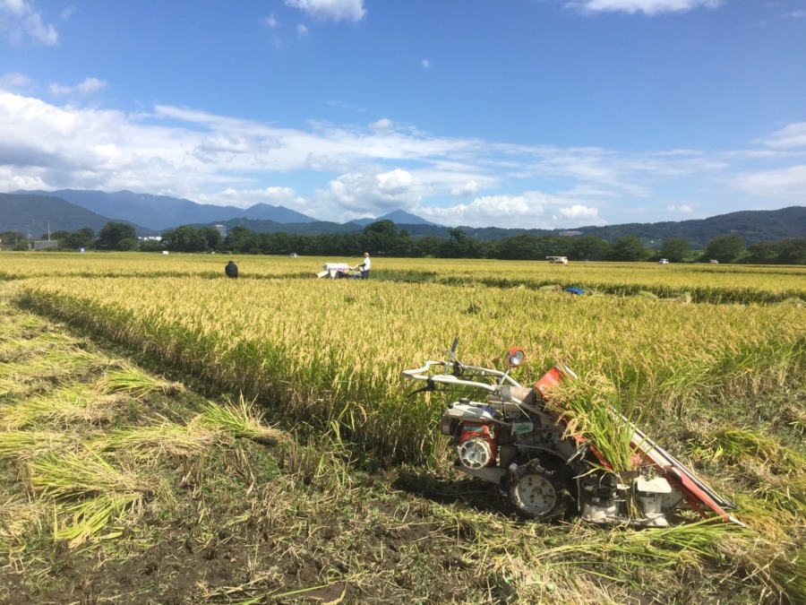 いざ！稲刈り開始。am7:00。