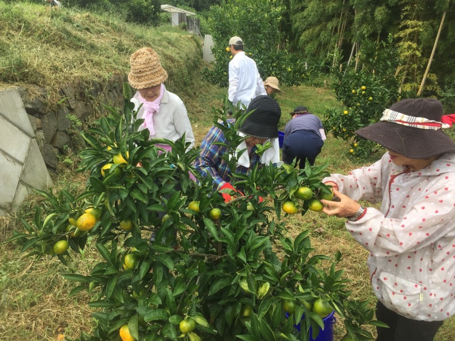 【祝！極早生（ごくわせ）収穫】＠早川みかん畑