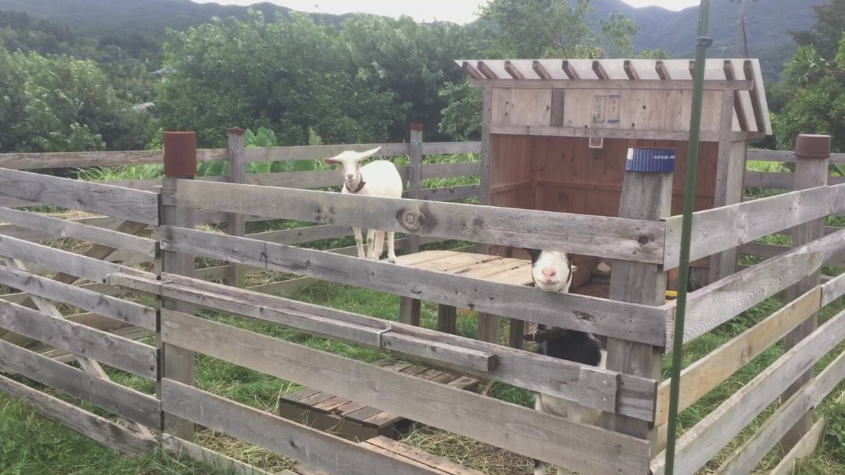 【台風15号】あしがらの畑は被害なく通過。