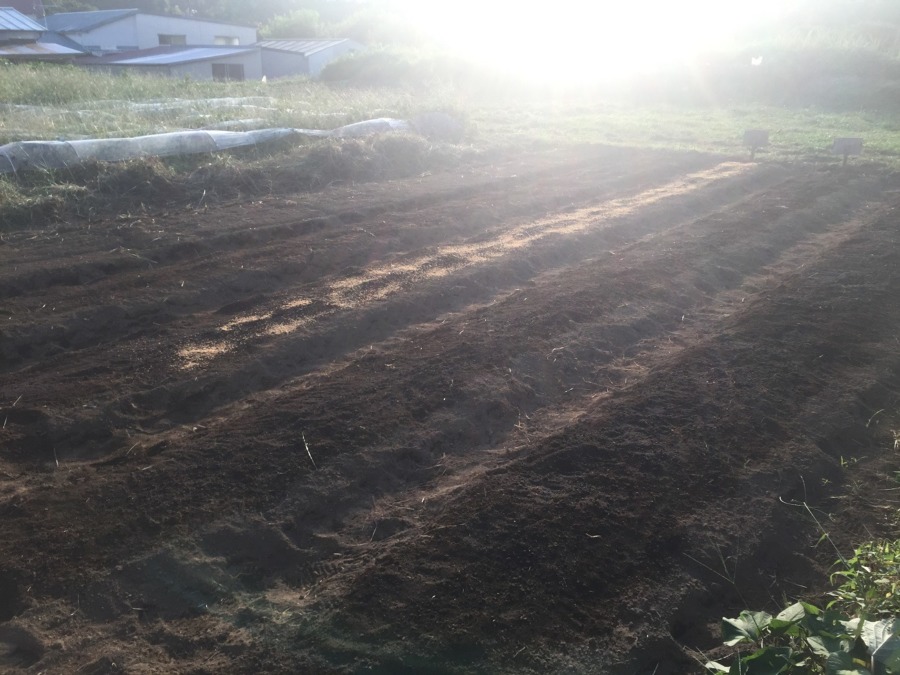 【タイムラプス♪】人参の種まきと晩夏の夕暮れ。