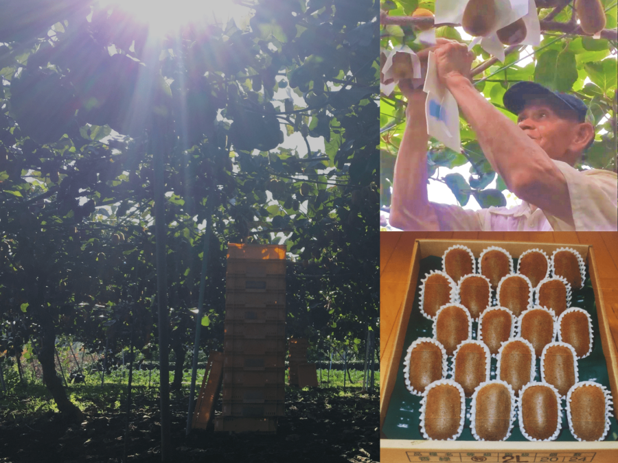 【開催御礼】11月24日（日）｜達人の知恵で果実の甘さを極める！キウイ畑体験