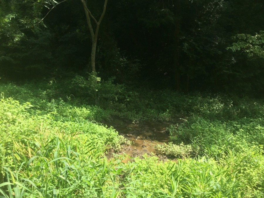 【沼田場】もののけ界への入り口、ウェルカム。