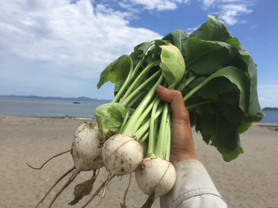 【祝はつもの！】みうらの絶品こかぶ。