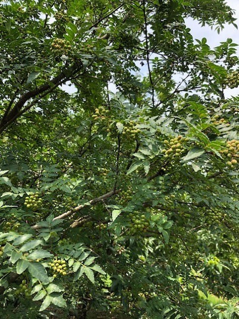 山椒のプチ知識