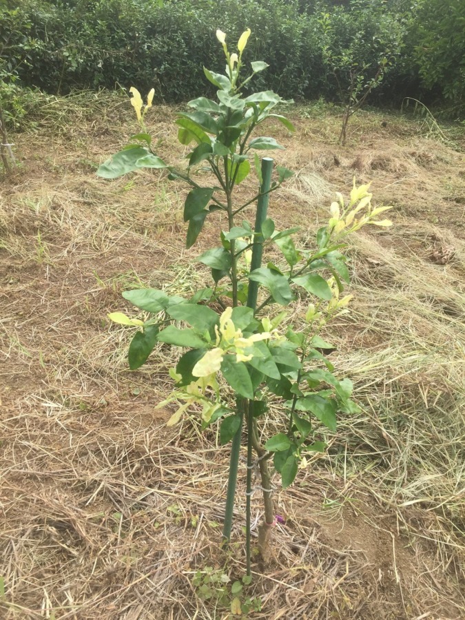 【グレフルの今】追肥、いただきました。