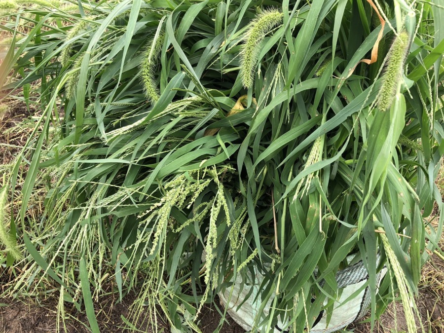 ポクのおやつでス