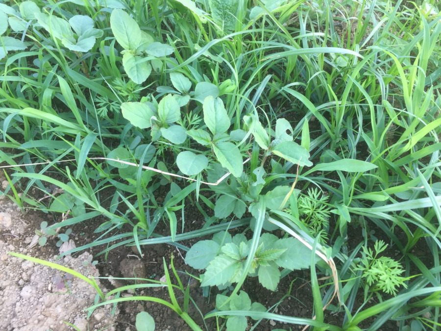 【フォト】にんじんの様子。そろそろどこかで除草プリーズ。