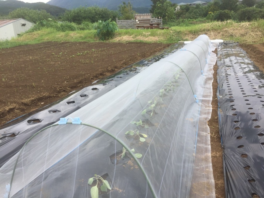 【タイムラプス♪】やぎ子ブロック、キャベツの苗植え。