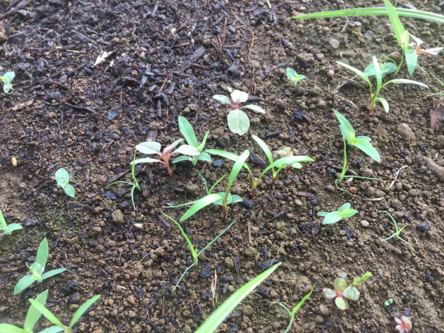 【フォト】にんじんの子葉、どれか分かりますか？