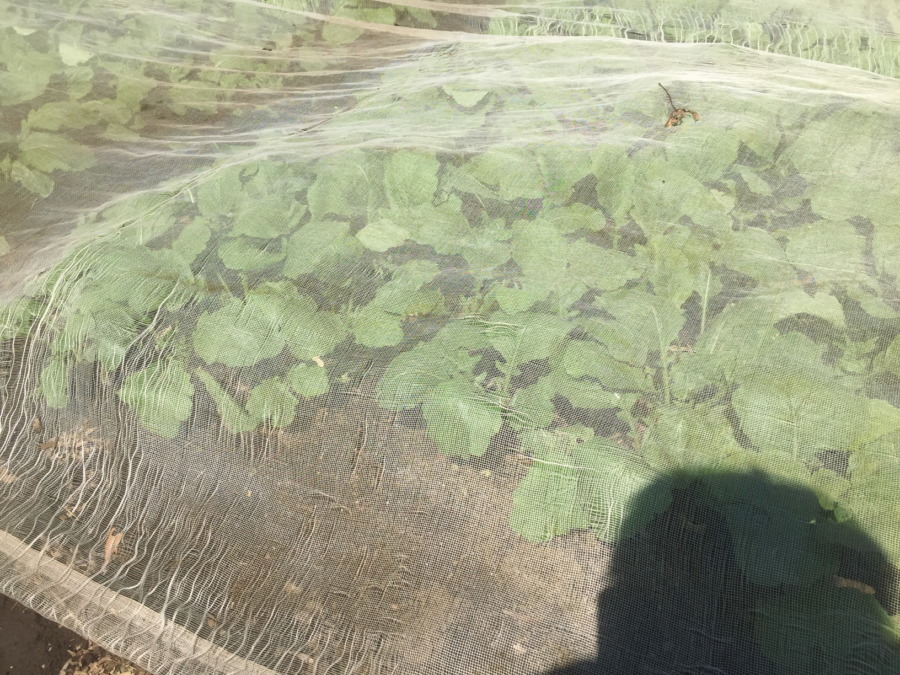 みうらの”絶品こかぶ”の今。すでにベイビではない。