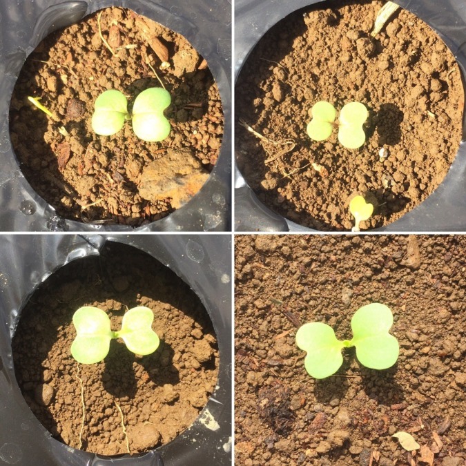 【悪問・激ムズ：アブラナ科問題！】どの野菜のベイビ（子葉）でしょうか？