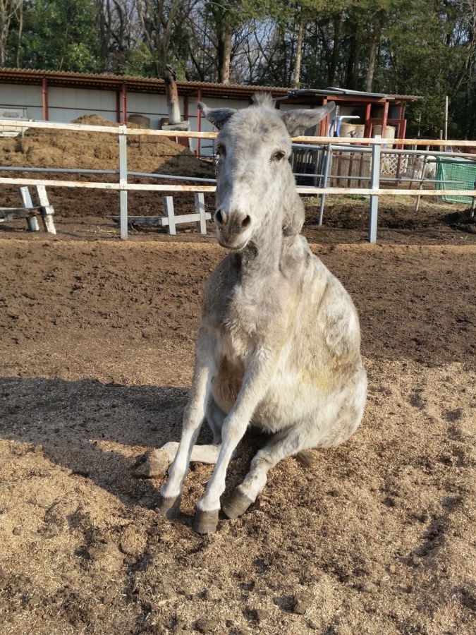 いばらきのチーコでス。座ってまス。