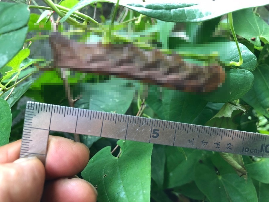 【閲覧注意】やまのいもの黄色雀（キイロスズメ）