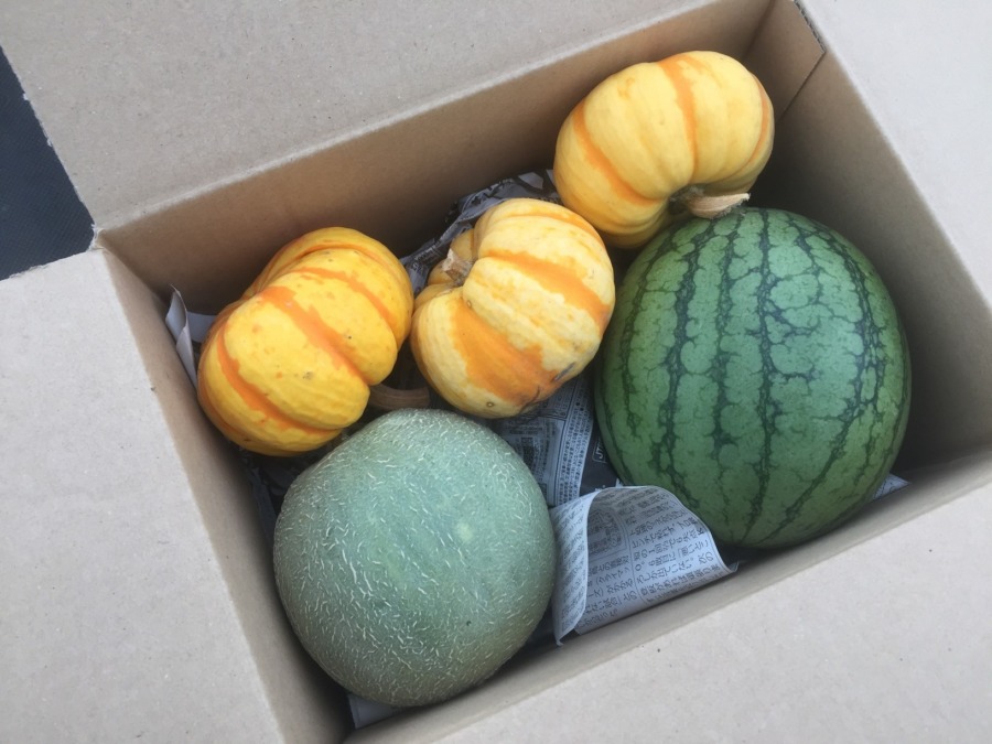 【配送完了】すいか、めろん、かぼちゃ。全部ミニ。