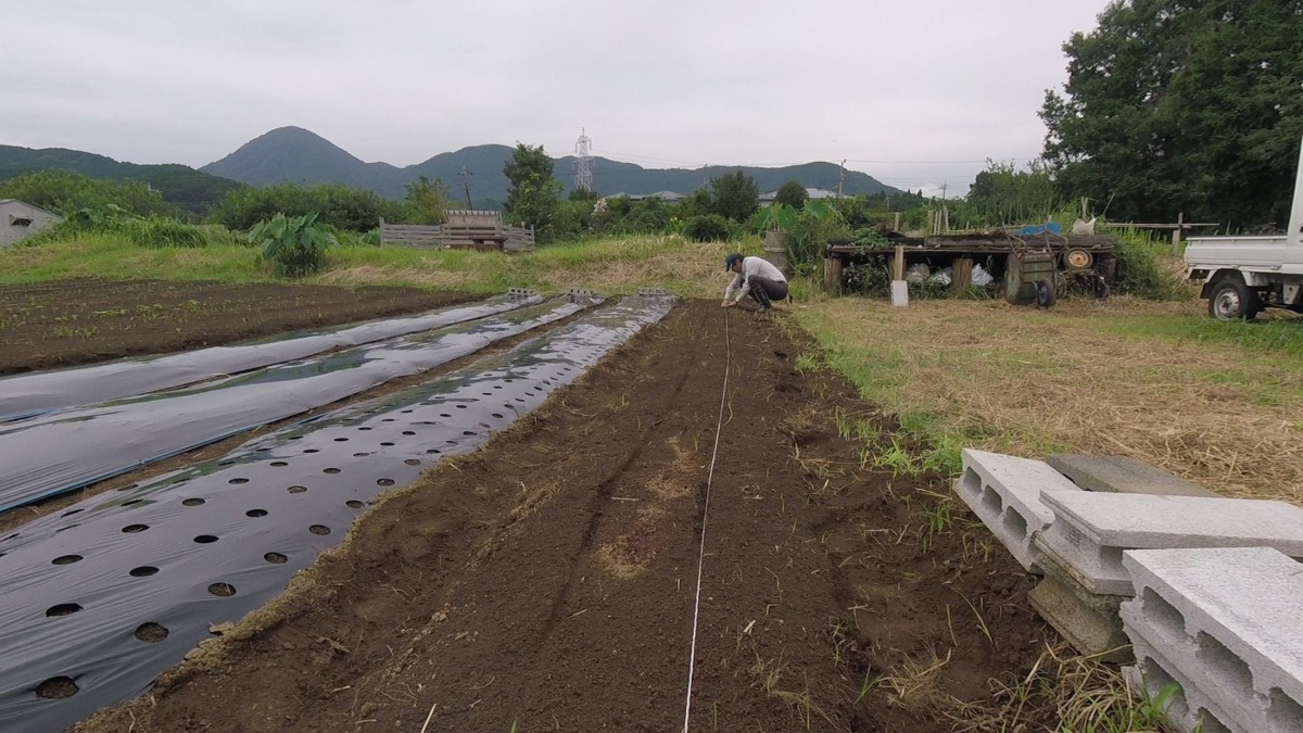 【タイムラプス♬】ルナのブロック、にんじんの種まき。