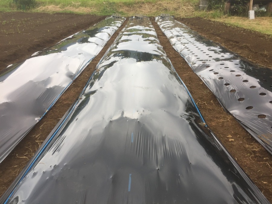 【わたしのブロックです】キャベツ苗植え準備、完。