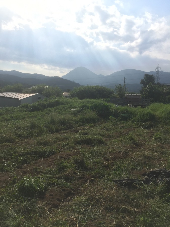 【タイムラプス】夏のはたけの片付け。