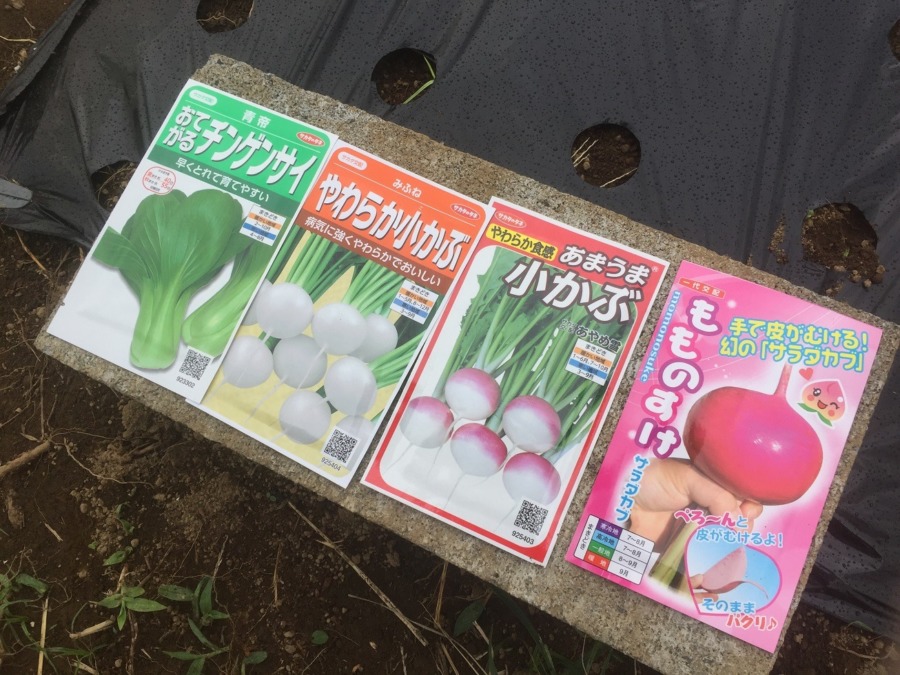 アブラナ科４種の種まき！
