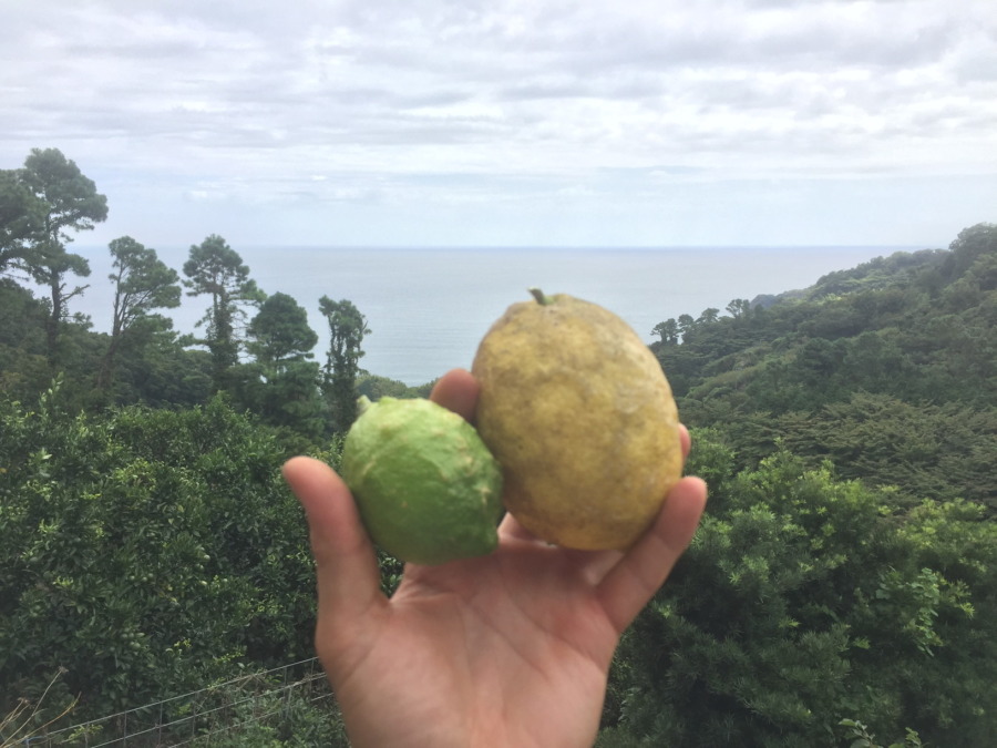 片浦レモン。ちょっとプリーズ。