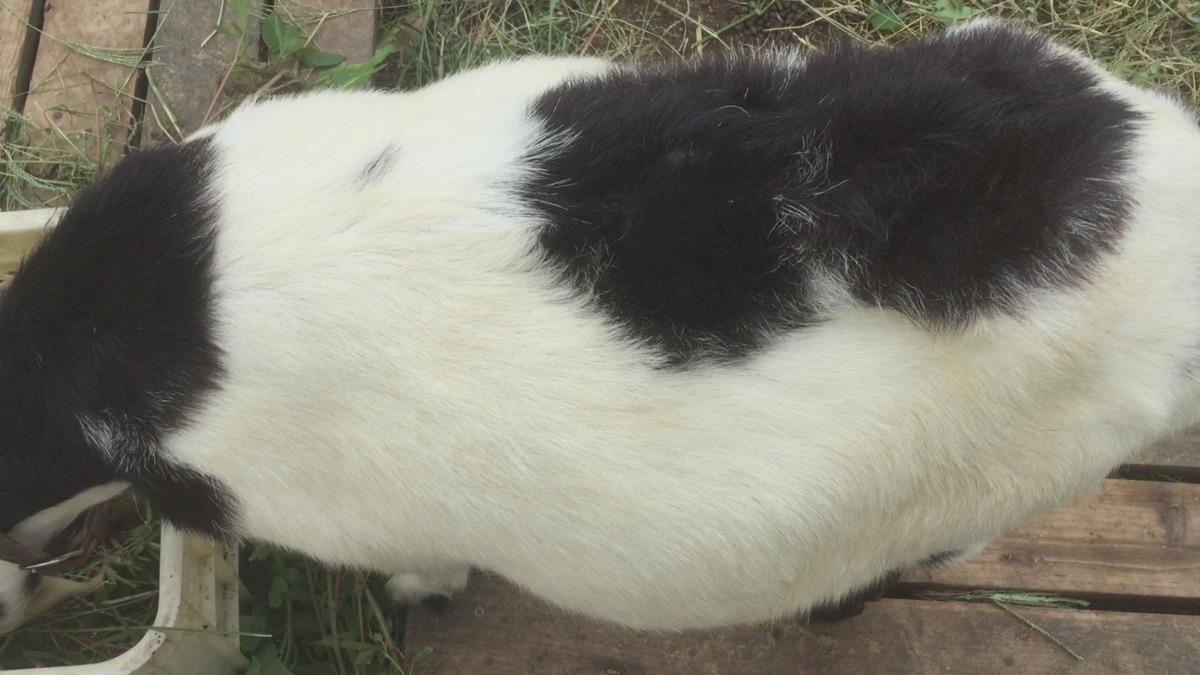 衣替え、したような？