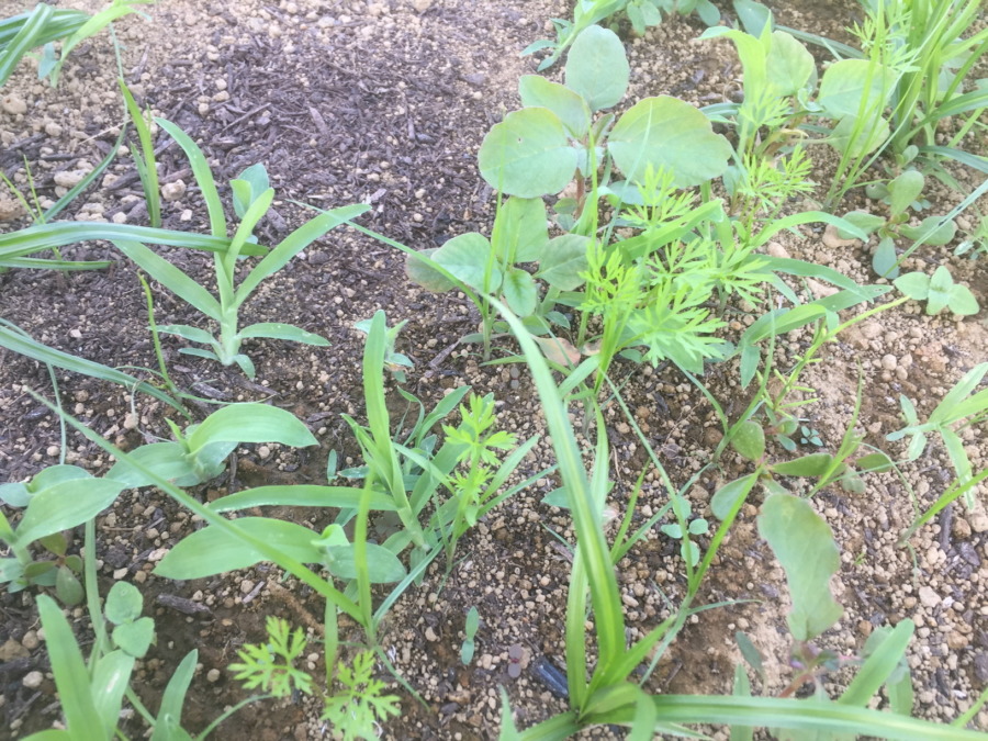 【フォト】にんじんの様子。