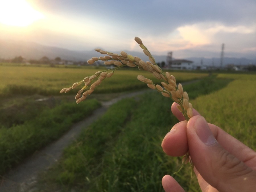 おこめです。試しに、、、。