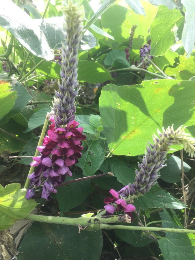 何の花？＠早川みかん畑