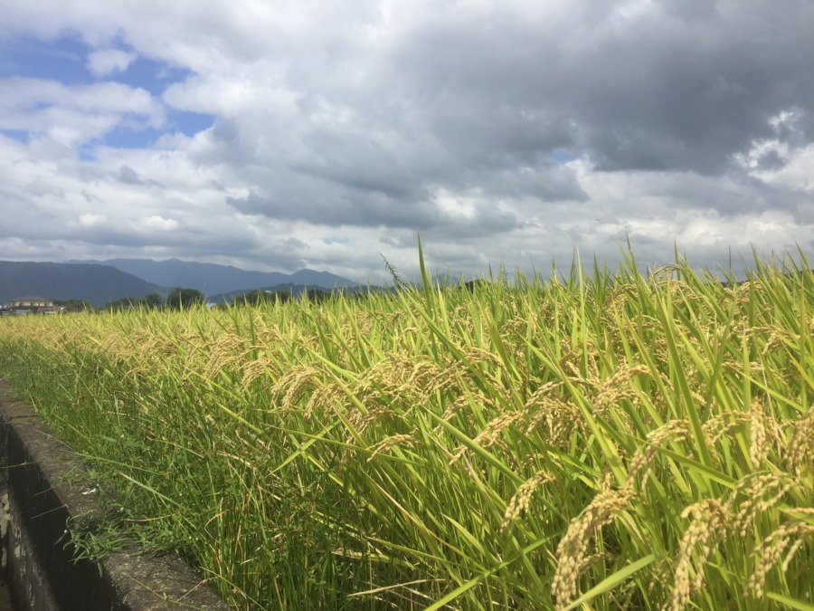 収穫まであと10日（くらい）。台風で倒れないことを。