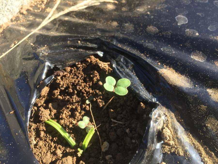 【発芽！】あやめ雪です☆