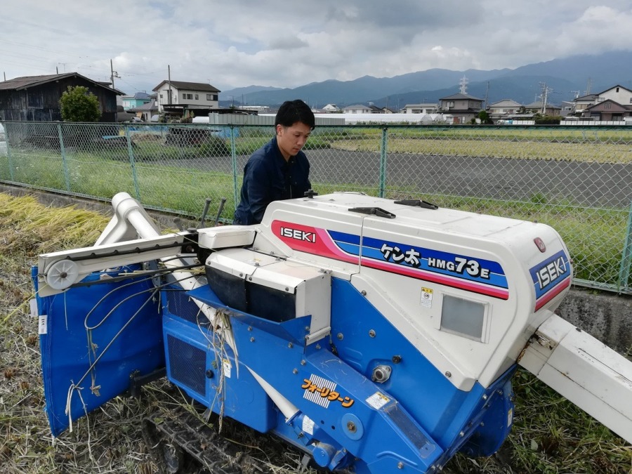 ハーベスターによる脱穀。