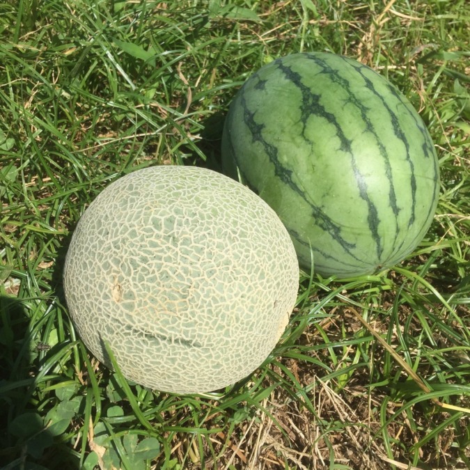 2019夏シーズン、最後の配送「完」。