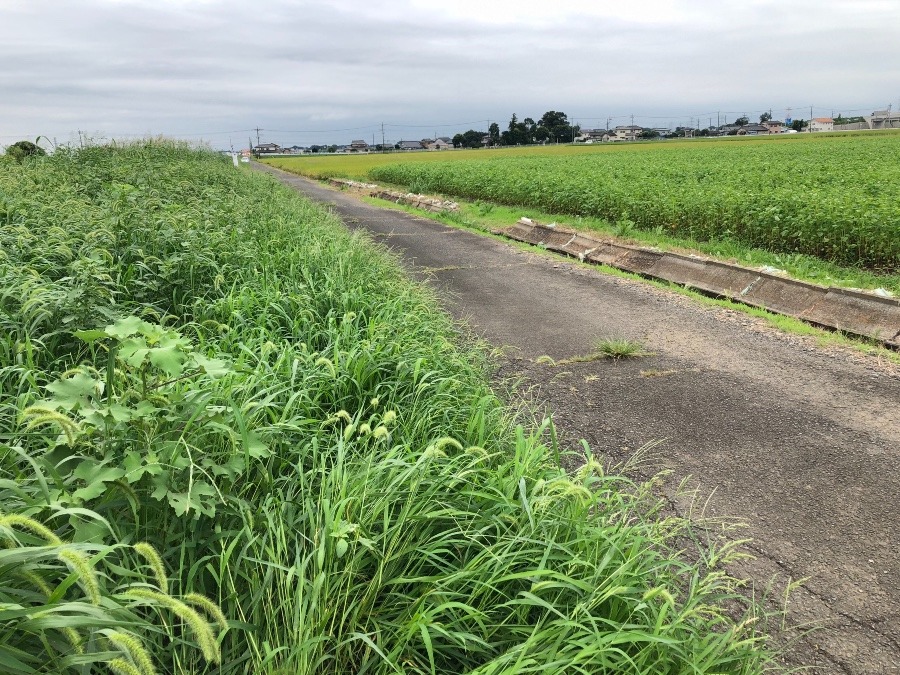 赤詰草畑のいま