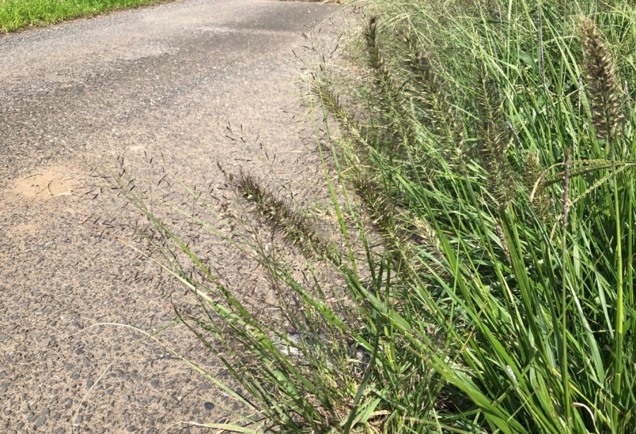 力芝(ちからしば)、小米風草(こごめかぜくさ)