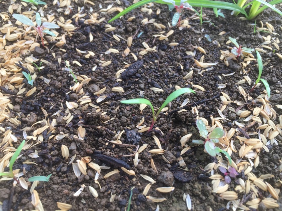 【フォト】にんじんの様子。