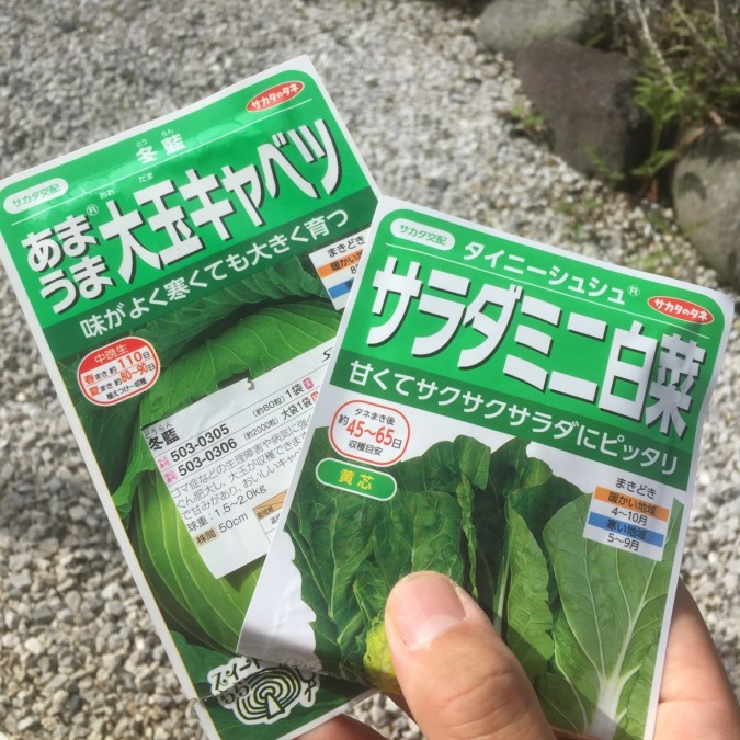 【はたけしごと】種まき！キャベツとミニ白菜です。