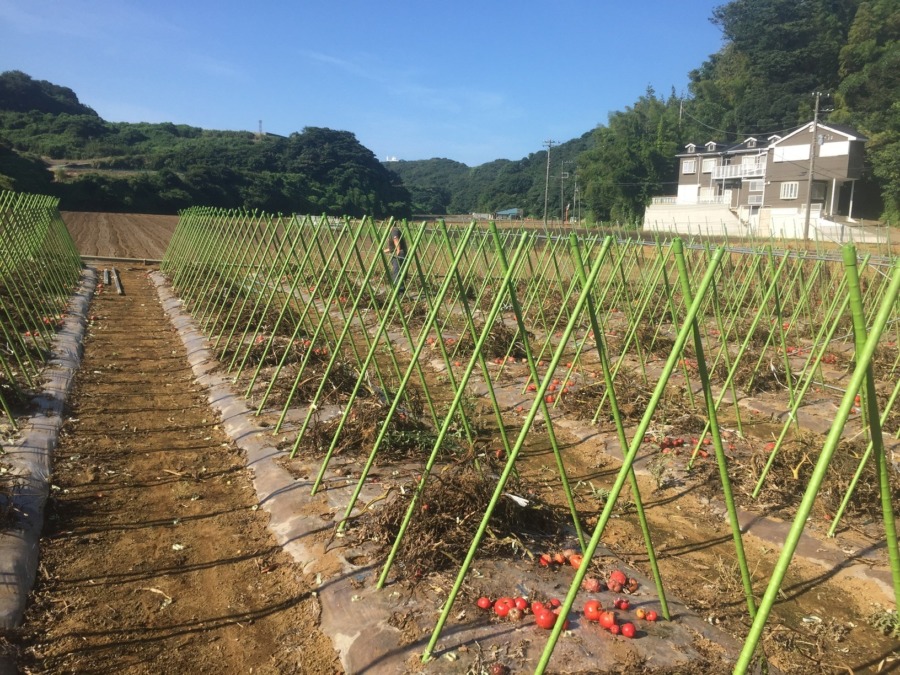 夏野菜の片付け＠みうら。
