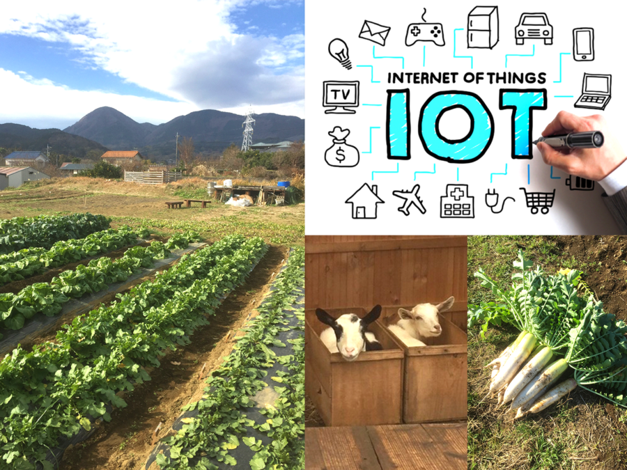 【開催御礼】10月6日（日）｜IoT×AI×はたけ！暮らしとつながる未来のはたけ体験