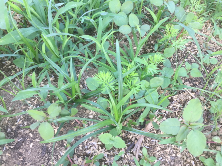 【フォト】にんじんの様子。