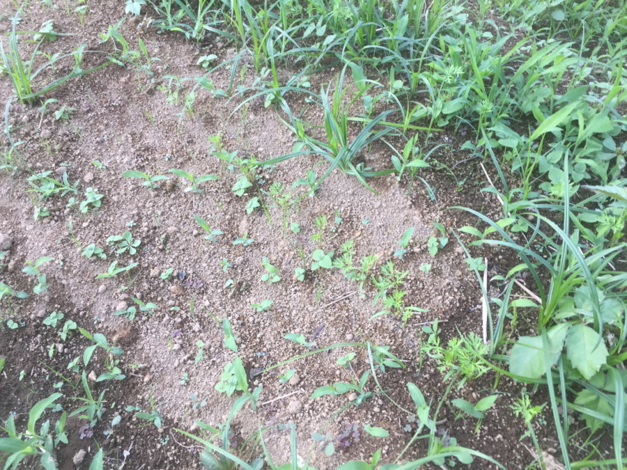 【フォト】にんじんの様子。