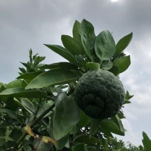 里山の鬼柚子です