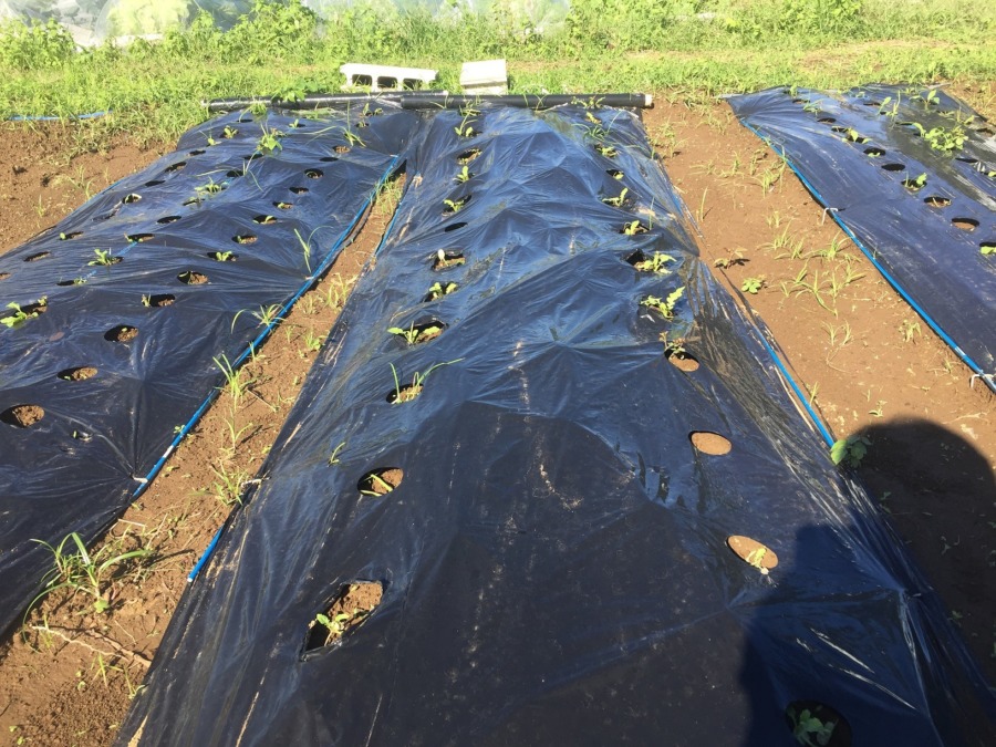 台風＆長雨で、三つに一つくらいは溶けちゃったかも。