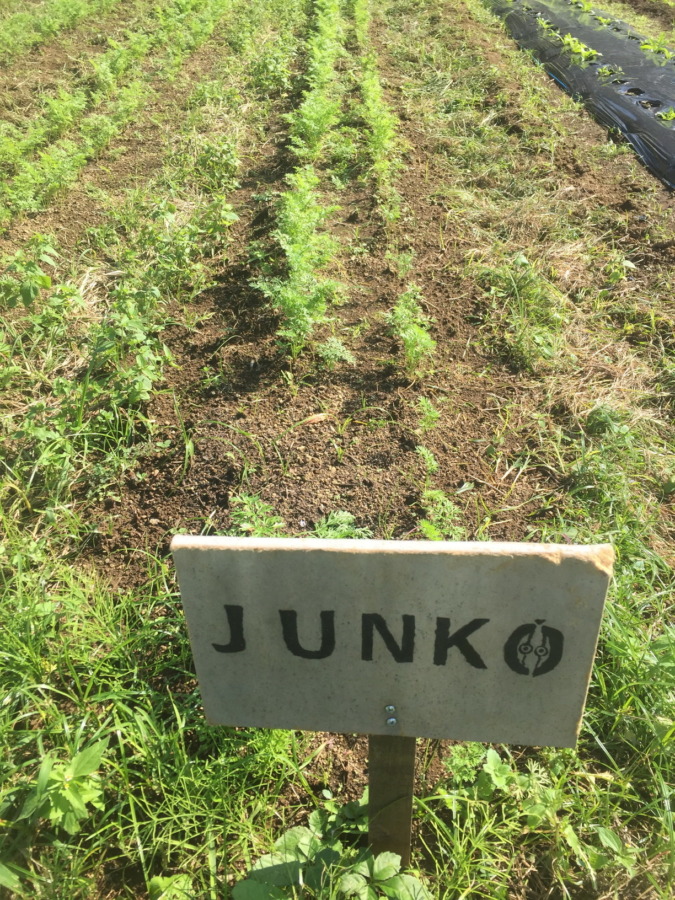 【フォト】にんじんの様子。