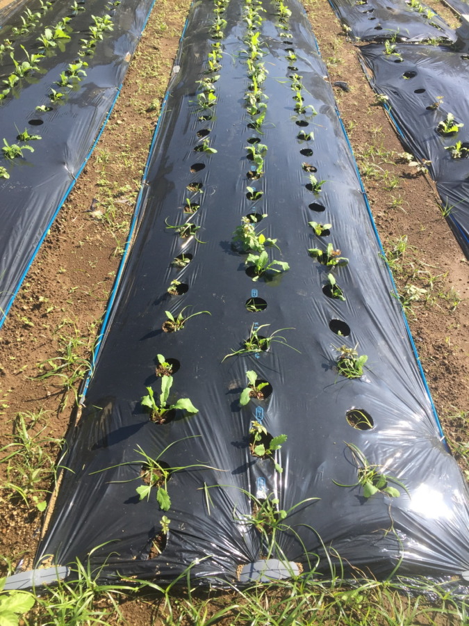 【フォト】あやめ雪の様子。