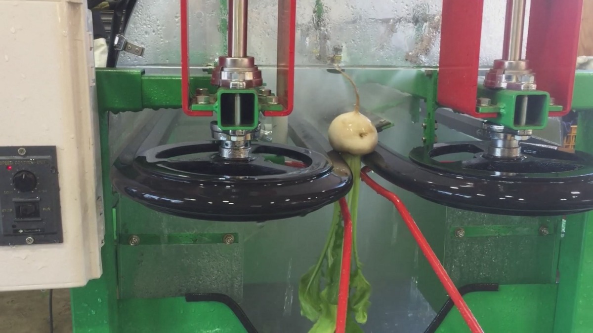 新稼働のこかぶ洗浄機と集荷場のようす。